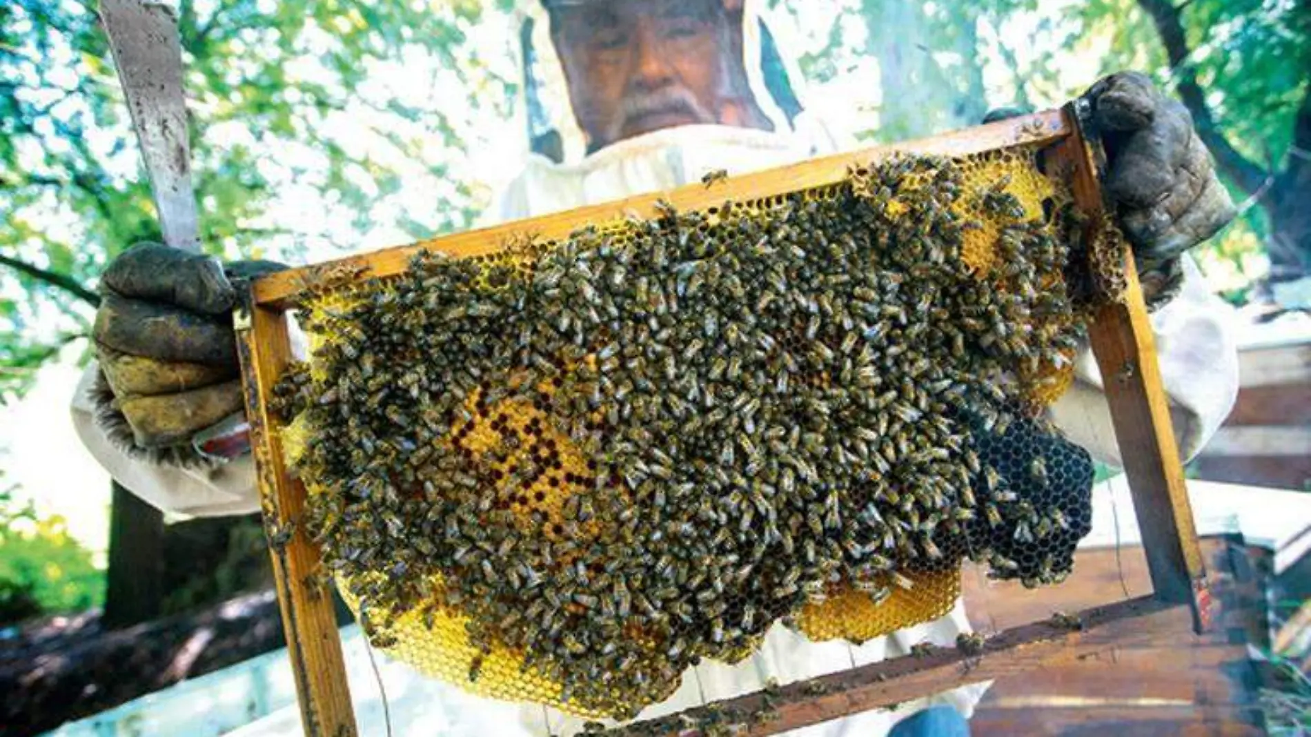 abejas dos